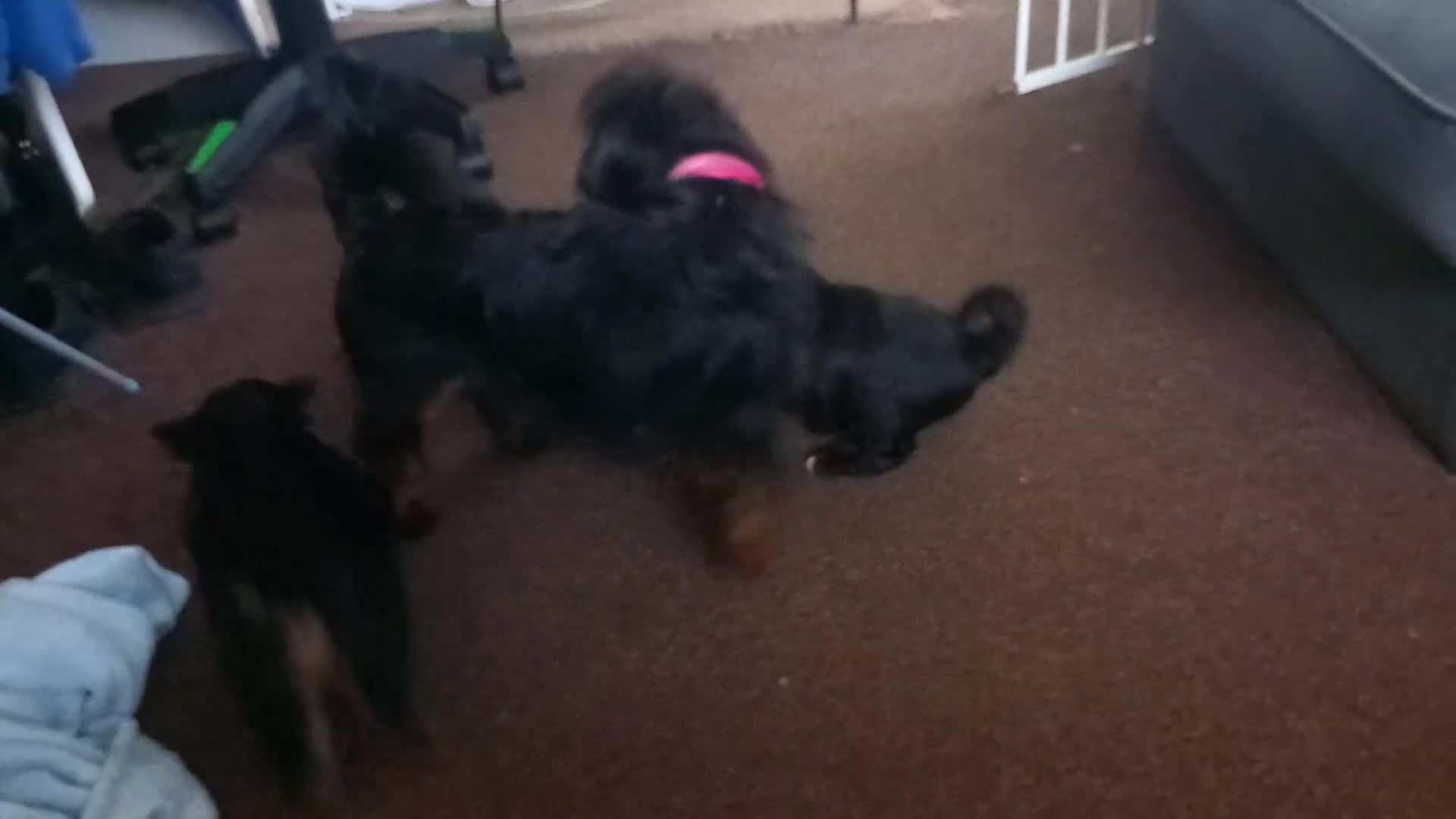 Mixed Breed dogs for sale: Jackapoo cross  - Video 2