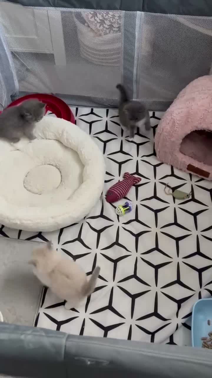 Ragdoll cats for sale: Blue & Cream Ragdoll kittens  - Video 1