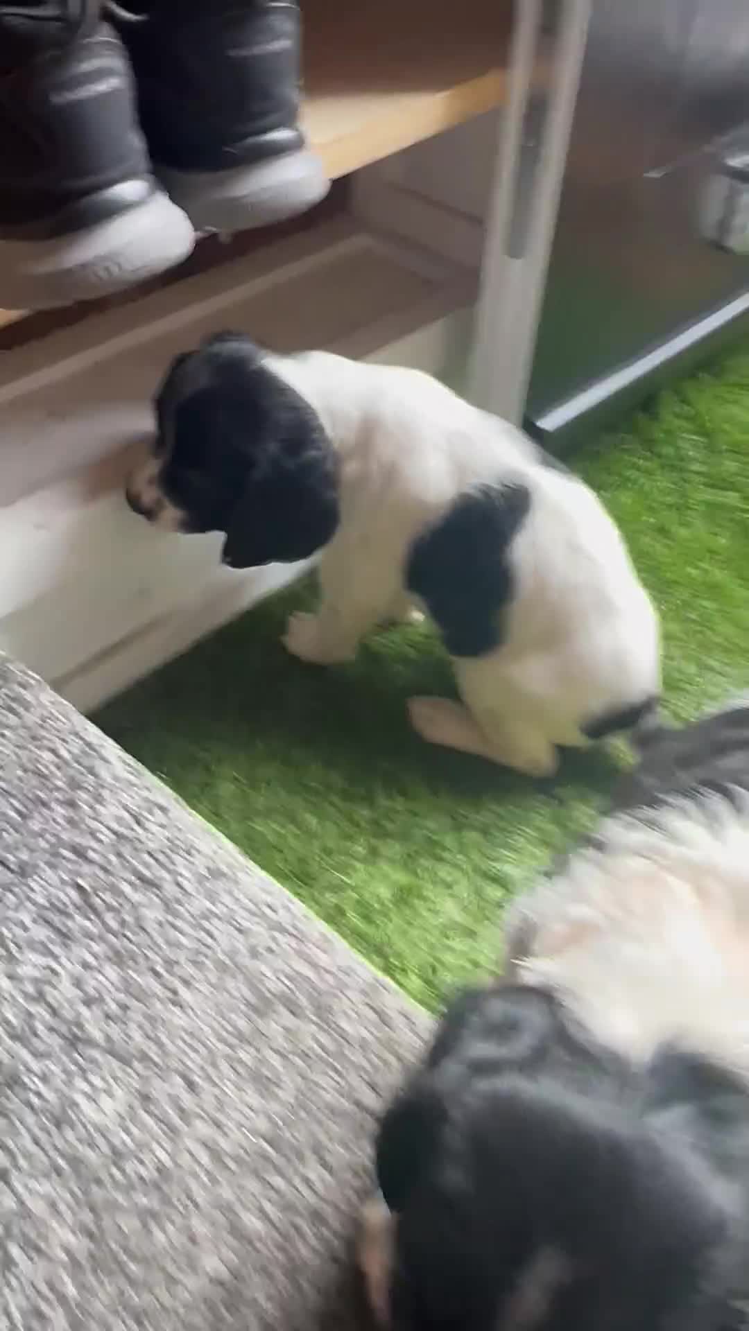 English Springer Spaniel dogs for sale: 2 springer spaniel puppies for sale  in Preston - Video 3