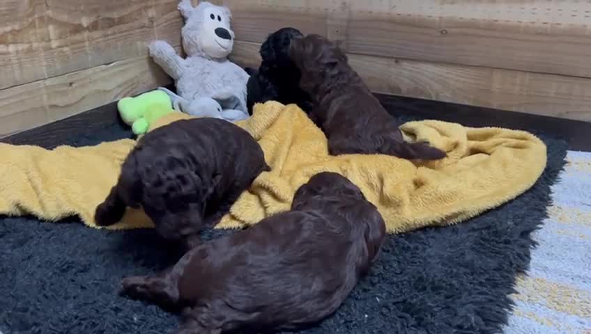 Miniature Poodle dogs for stud: *PROVEN* DNA Health Tested Chocolate Cockapoo STUD in Manchester - Video 1