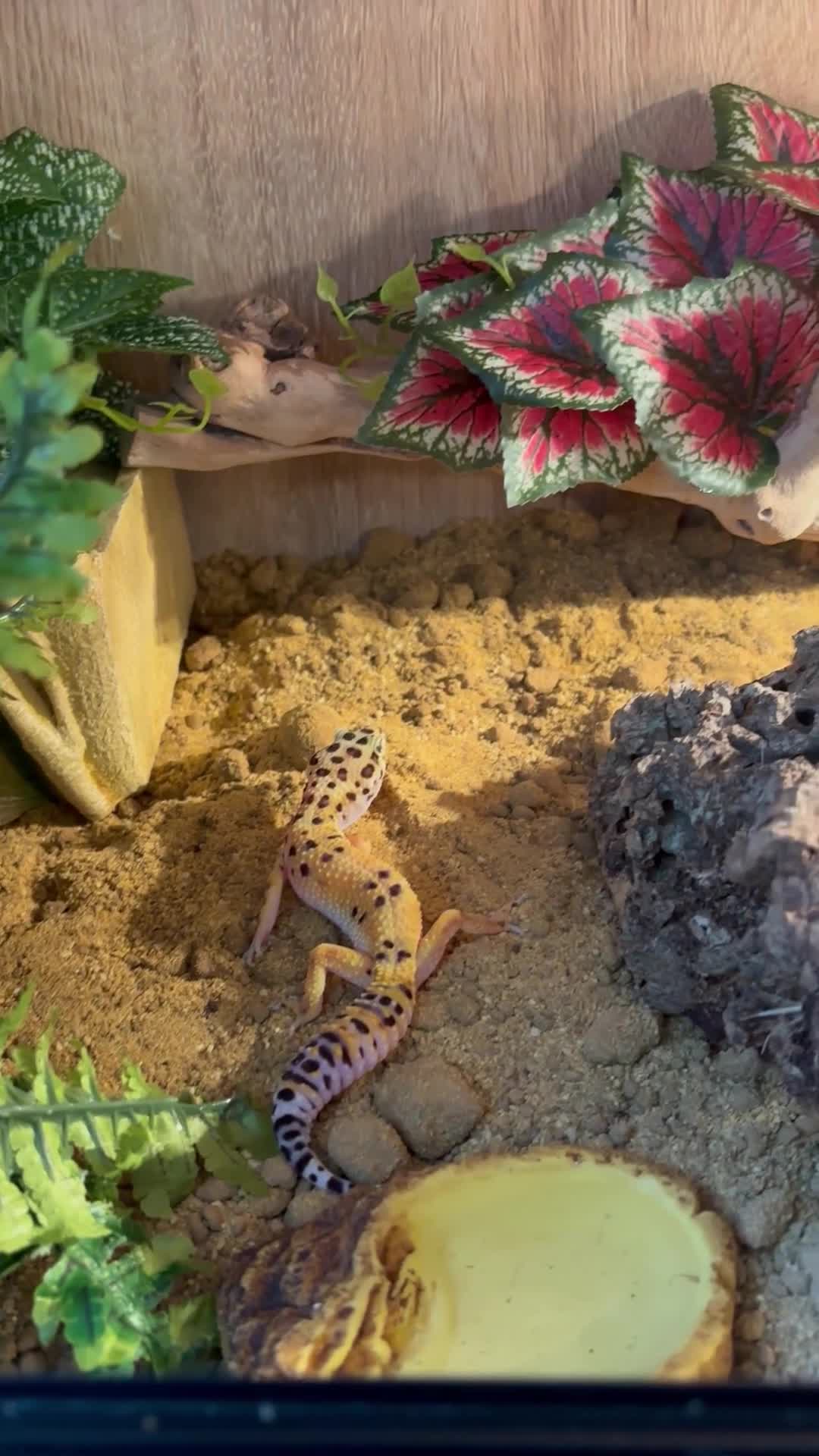 Leopard Gecko reptiles for sale: Treeco in Leicester - Video 1