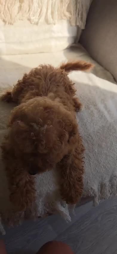 Mini Goldendoodle dogs for sale: Small F1B goldendoodle boys ✨️💙 - Video 2