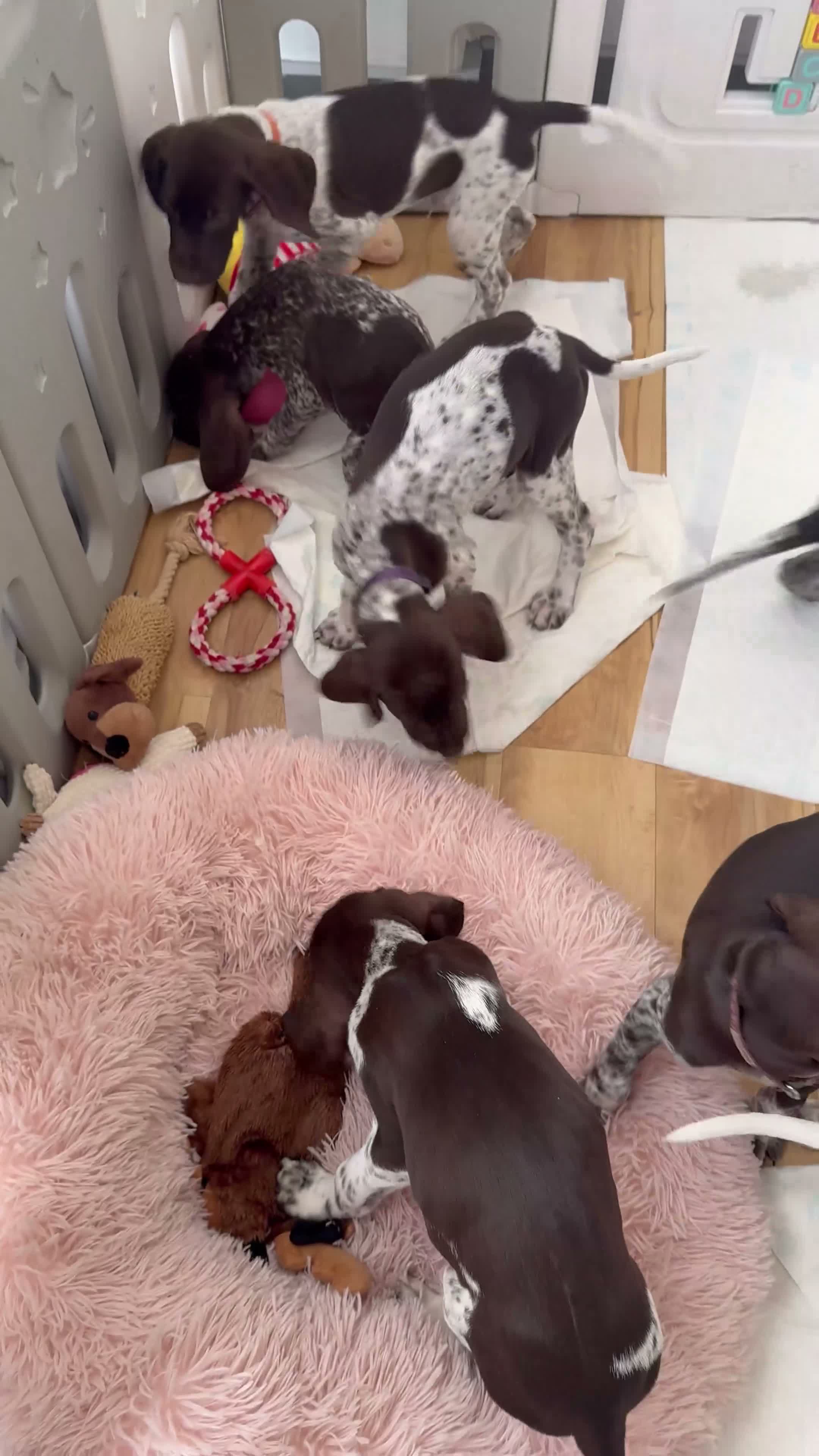 German Shorthaired Pointer dogs for sale: German shorthaired pointers  - Video 1