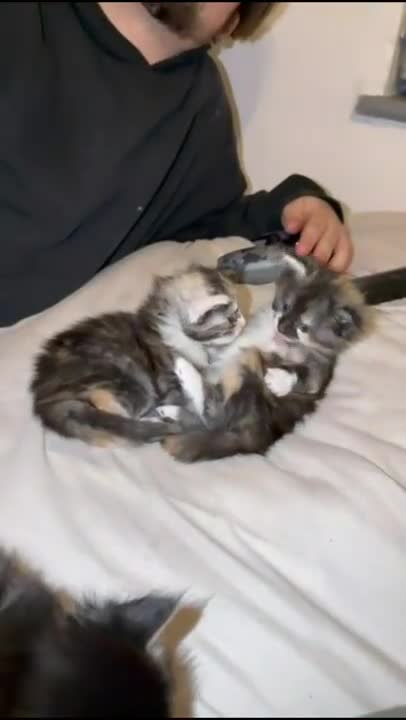 Maine Coon cats for sale: Beautiful Maine Coon Kittens - 1 pretty girl left - Video 2