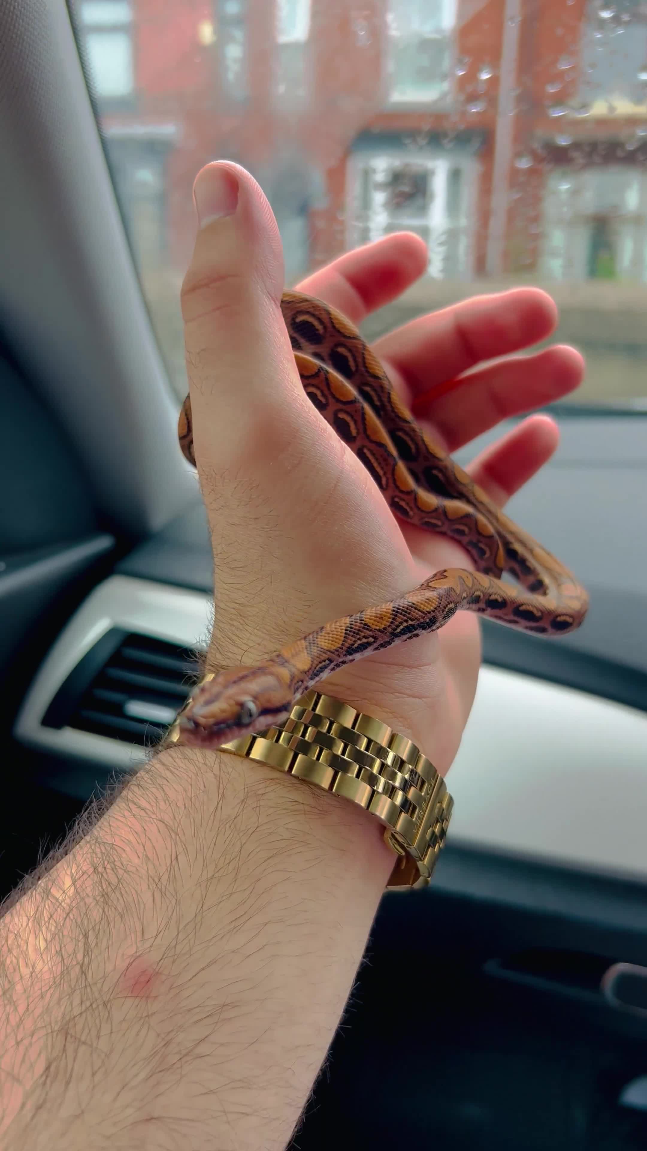 Boa Snake reptiles for sale: Brazilian Rainbow Boa - Video 3