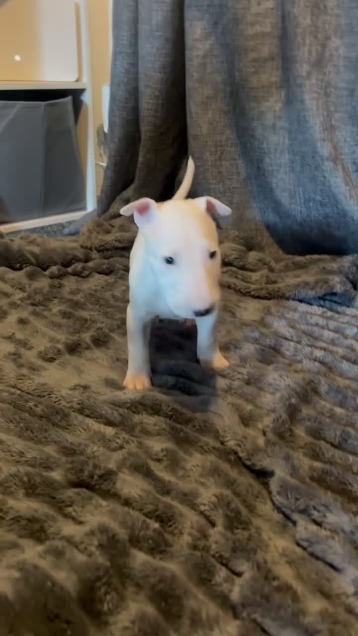 English Bull Terrier dogs for sale: 🐾❤️ ENGLISH BULL TERRIER PUPPIES ❤️🐾 - Video 2