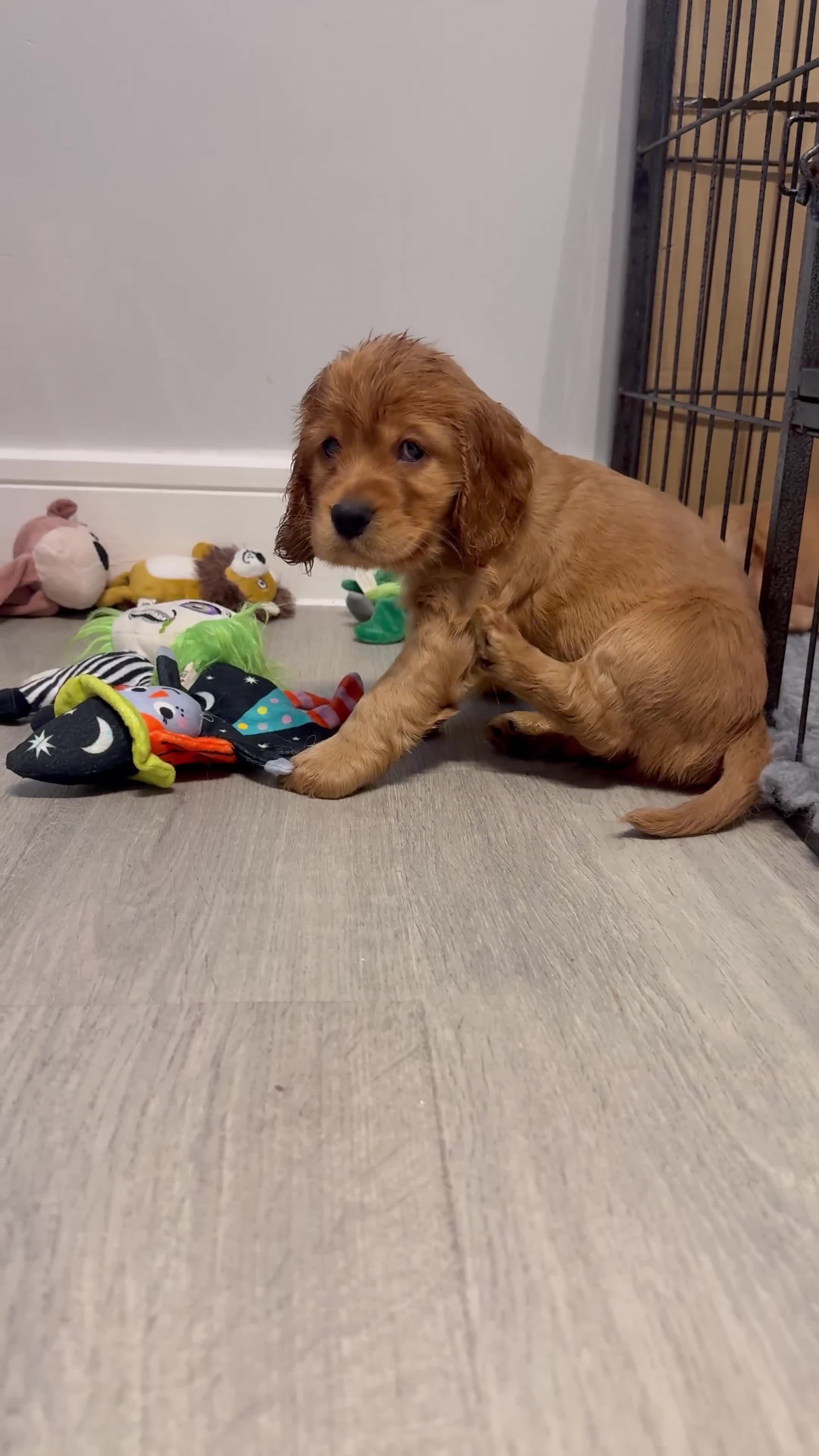 Cocker Spaniel dogs for sale: Show Type Cocker Spaniels - Video 1