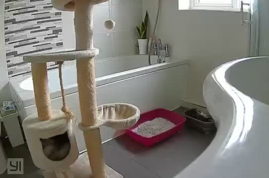 Persian cats for stud: 💕Simply Stunning Bailey💕PKD neg tested Persian  - Video 2