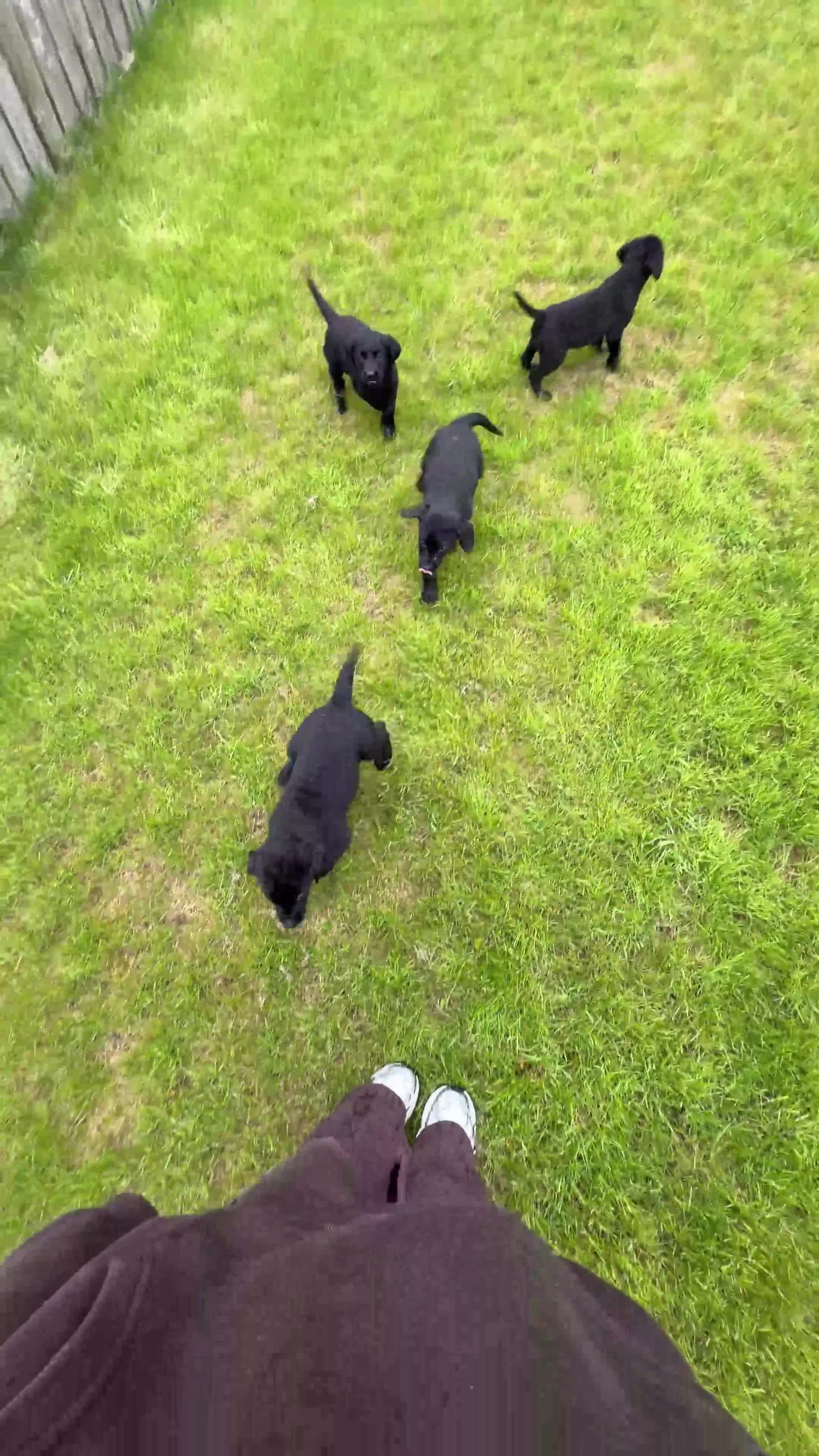 Labrador Retriever dogs for sale: KC registered Black Labrador Puppies - Video 2