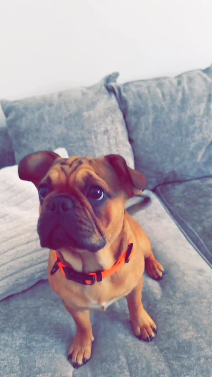 Frug dogs for sale: French bulldog x pug puppy  - Video 1