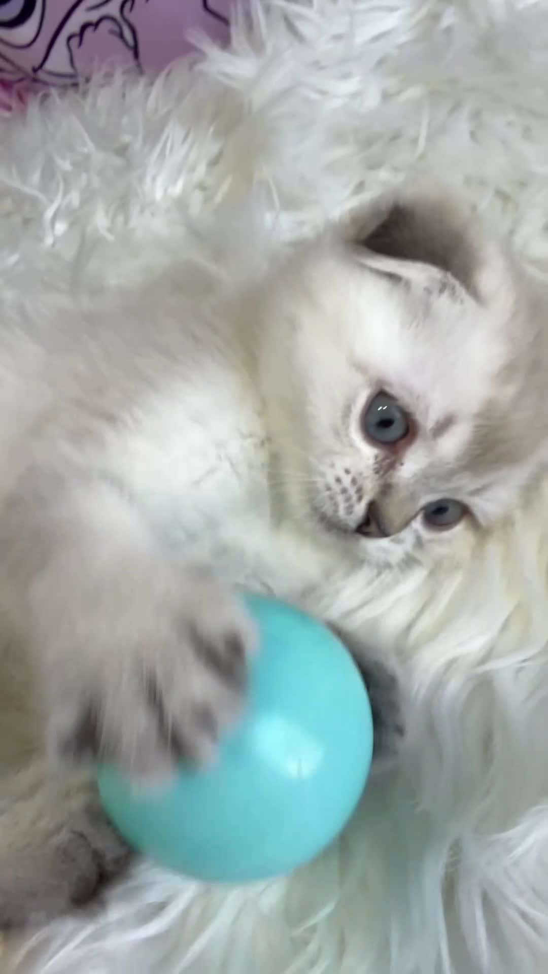 Scottish Fold cats for sale: 🐾 Stunning Scottish kitties 🐾 - Video 2