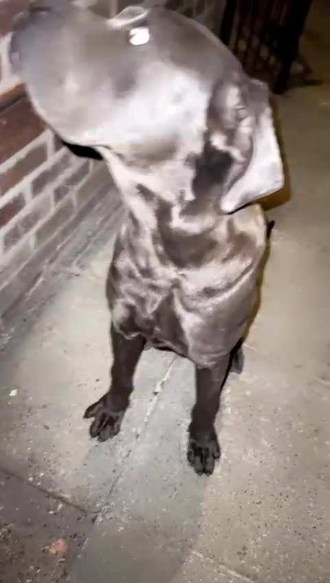 Cane Corso dogs for sale: Cane corso Italian  - Video 2