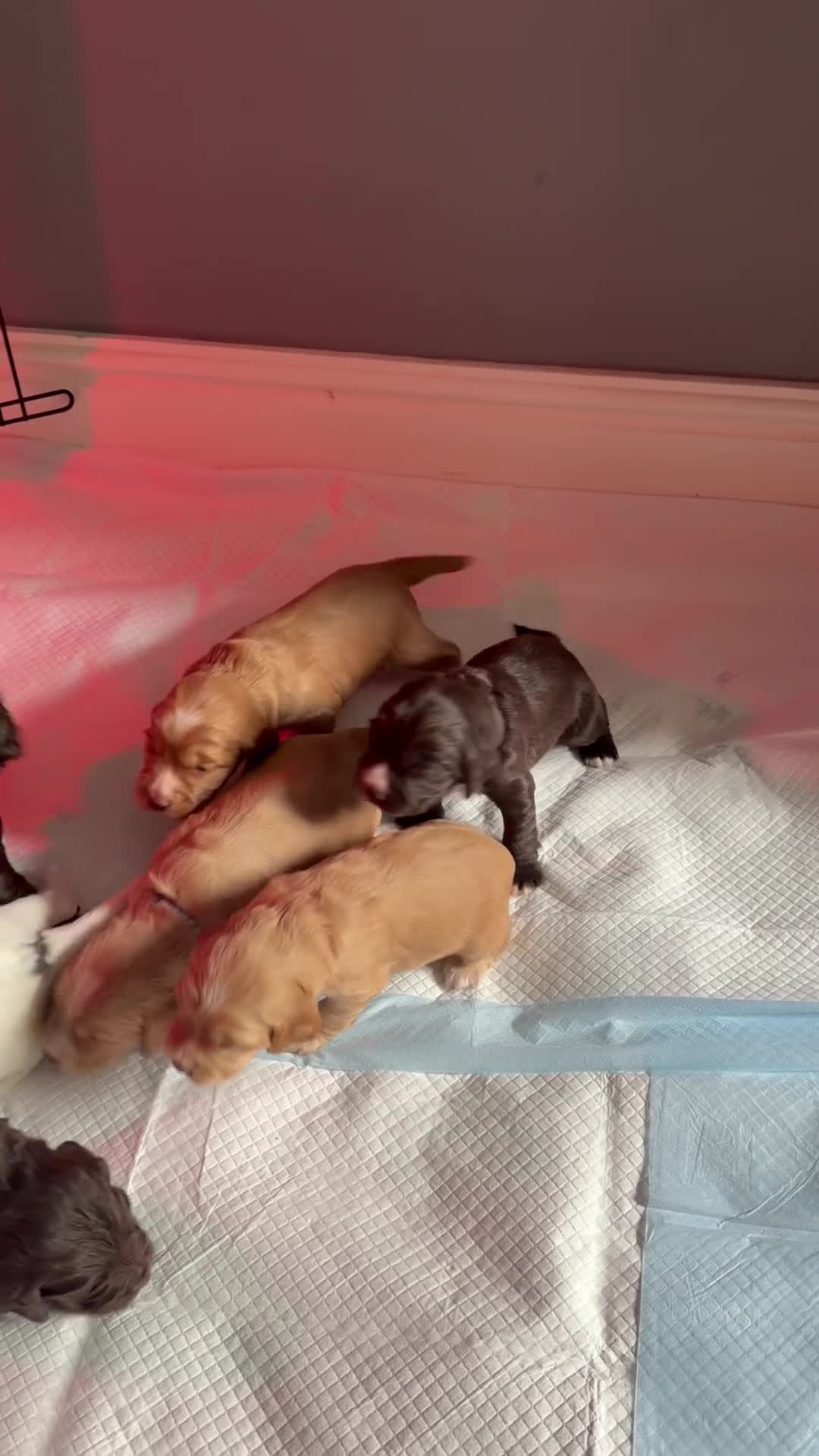 Cocker Spaniel dogs for sale: 🐶Cocker Spanisls🐶 in Oldham - Video 2