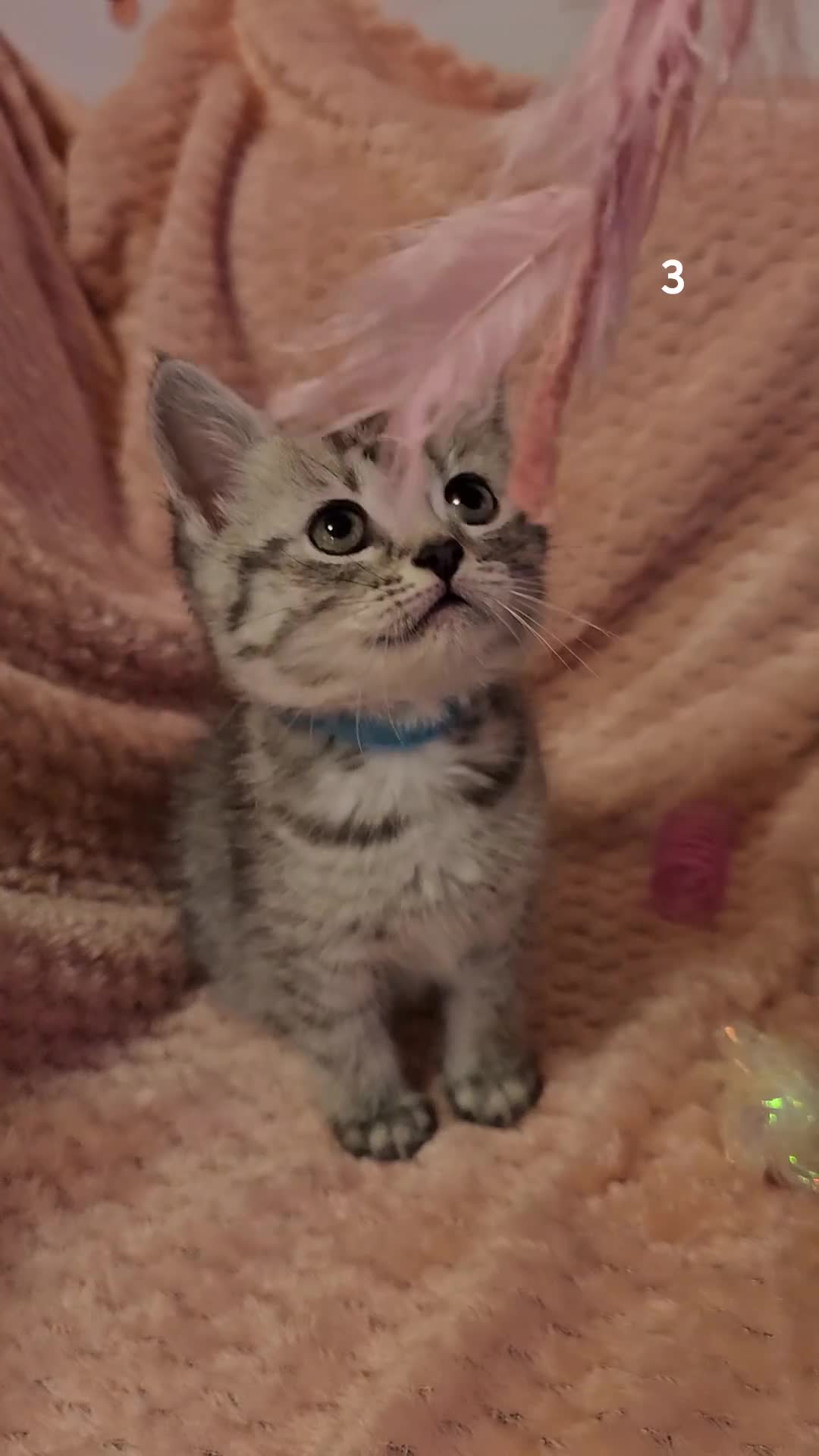 Mixed Breed cats for sale: Persian cross kittens x 5 - Video 3