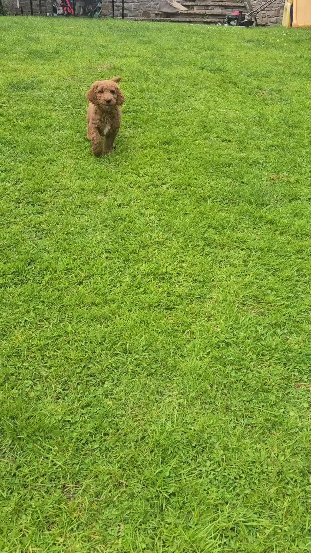 Mixed Breed dogs for sale: Australian Goldendoodle  - Video 4