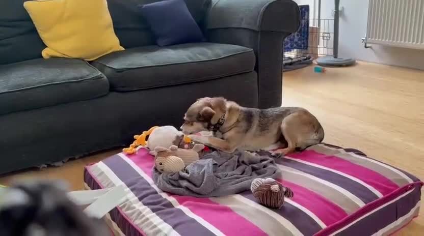 Mixed Breed dogs for adoption:  Lovely little Nora is ready for her forever home - Video 2
