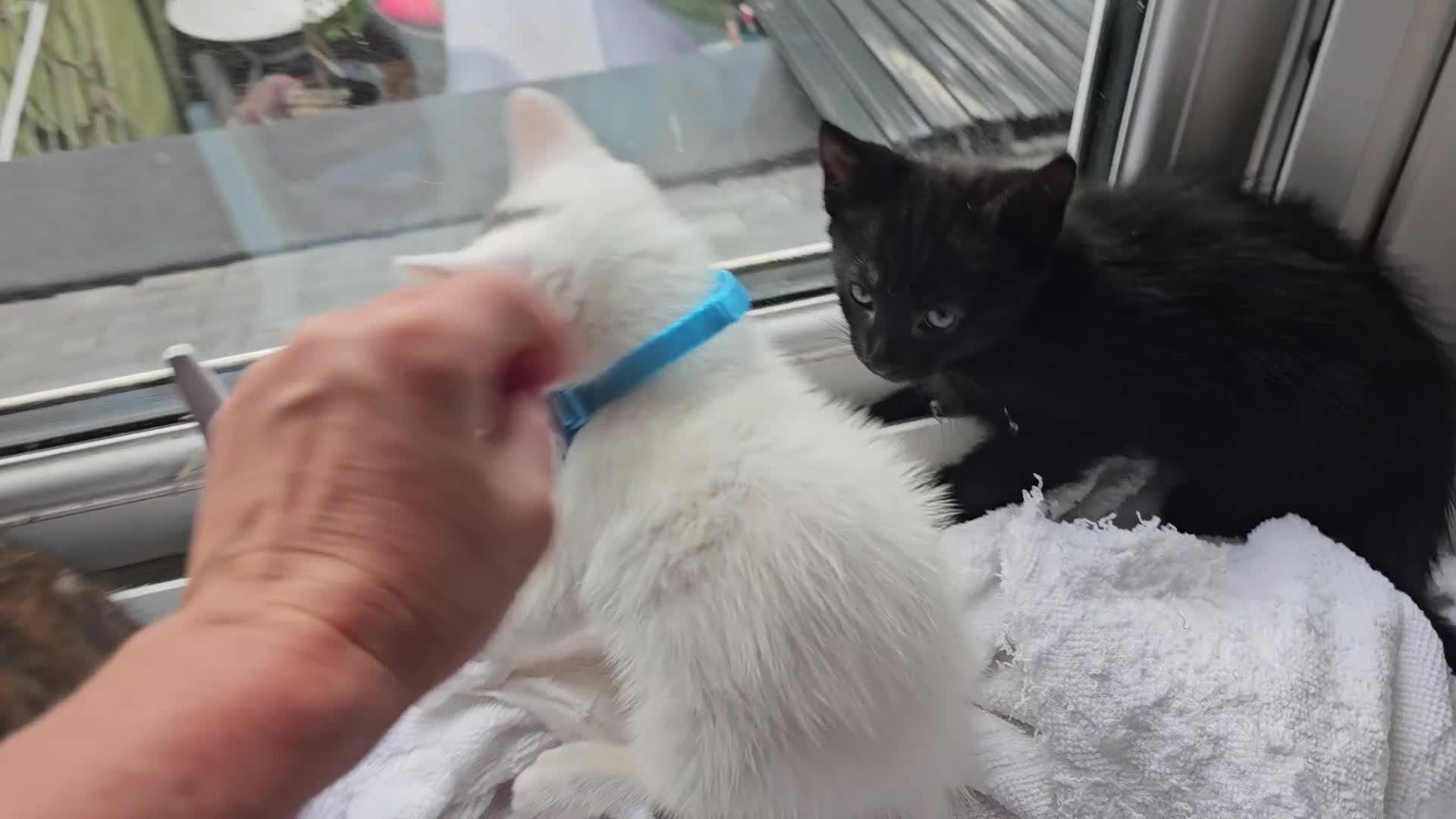 Mixed Breed cats for sale: 3  kittens😸  ready to go in Wisbech - Video 4