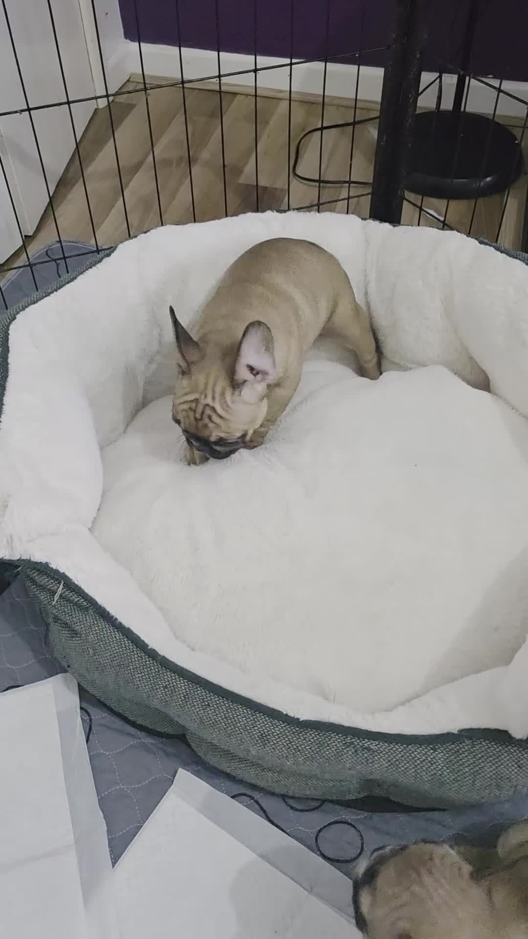 French Bulldog dogs for sale: Beautiful French bulldog  - Video 2