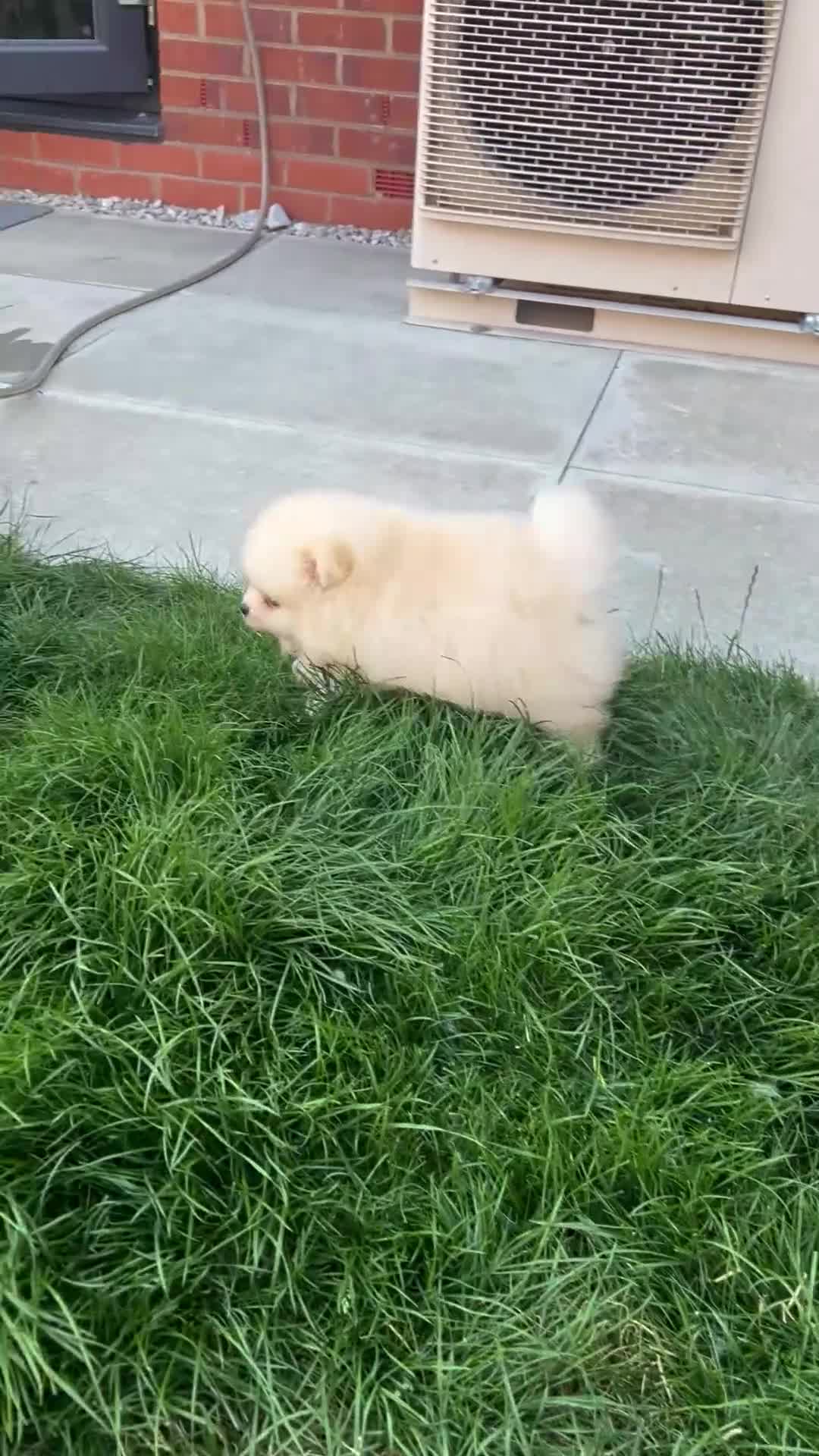 Pomeranian dogs for sale: Small Beautiful Pomeranian Boy  - Video 2