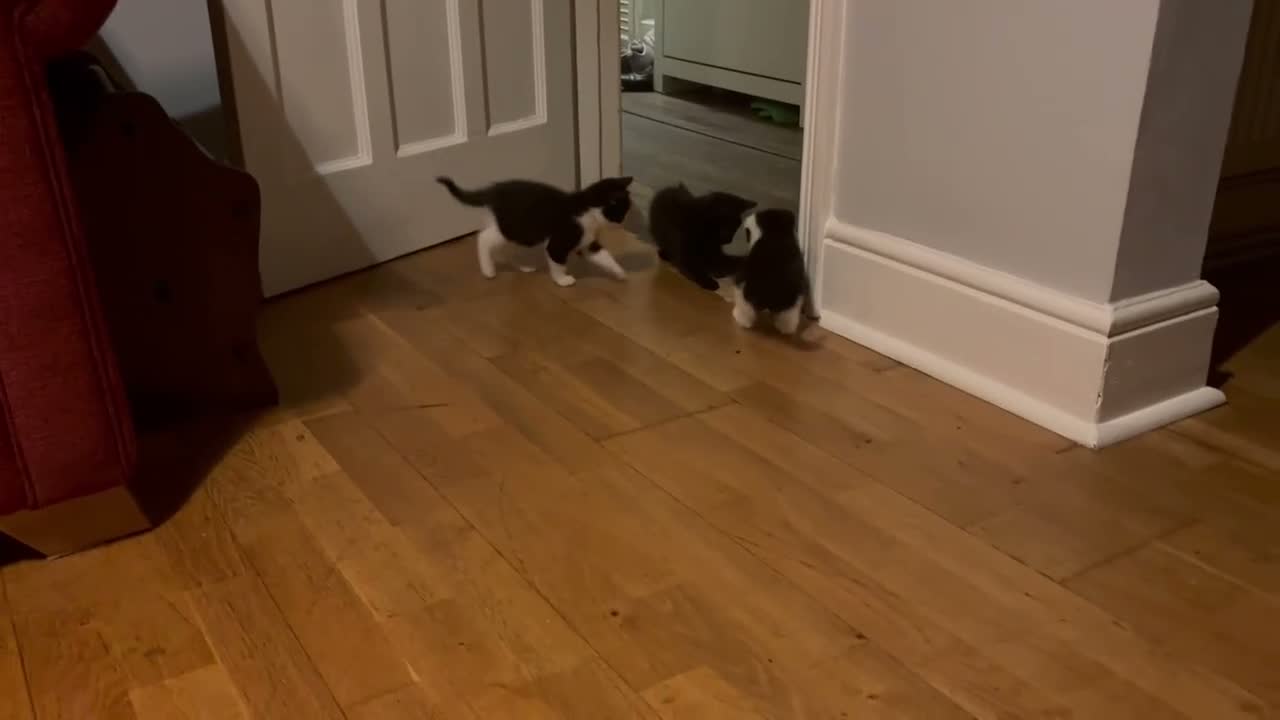 Domestic Shorthair cats for sale: Tuxedo kittens - Video 1