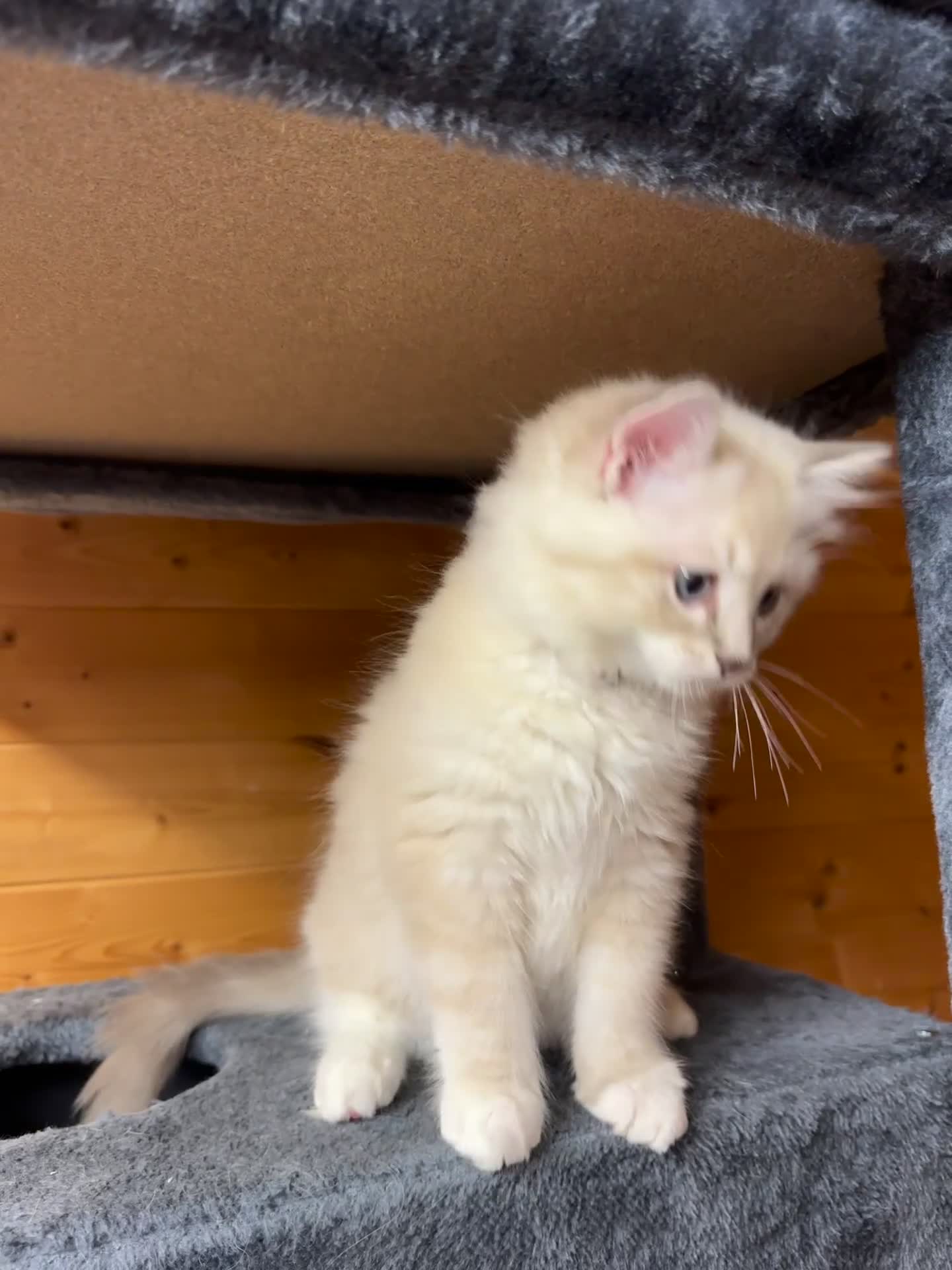Ragdoll cats for sale: Stunning Registered Ragdoll Kittens - Video 1