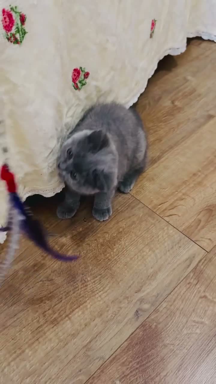 British Shorthair cats for sale:  Blue British Shorthair Girl  11 Weeks Old  - Video 1