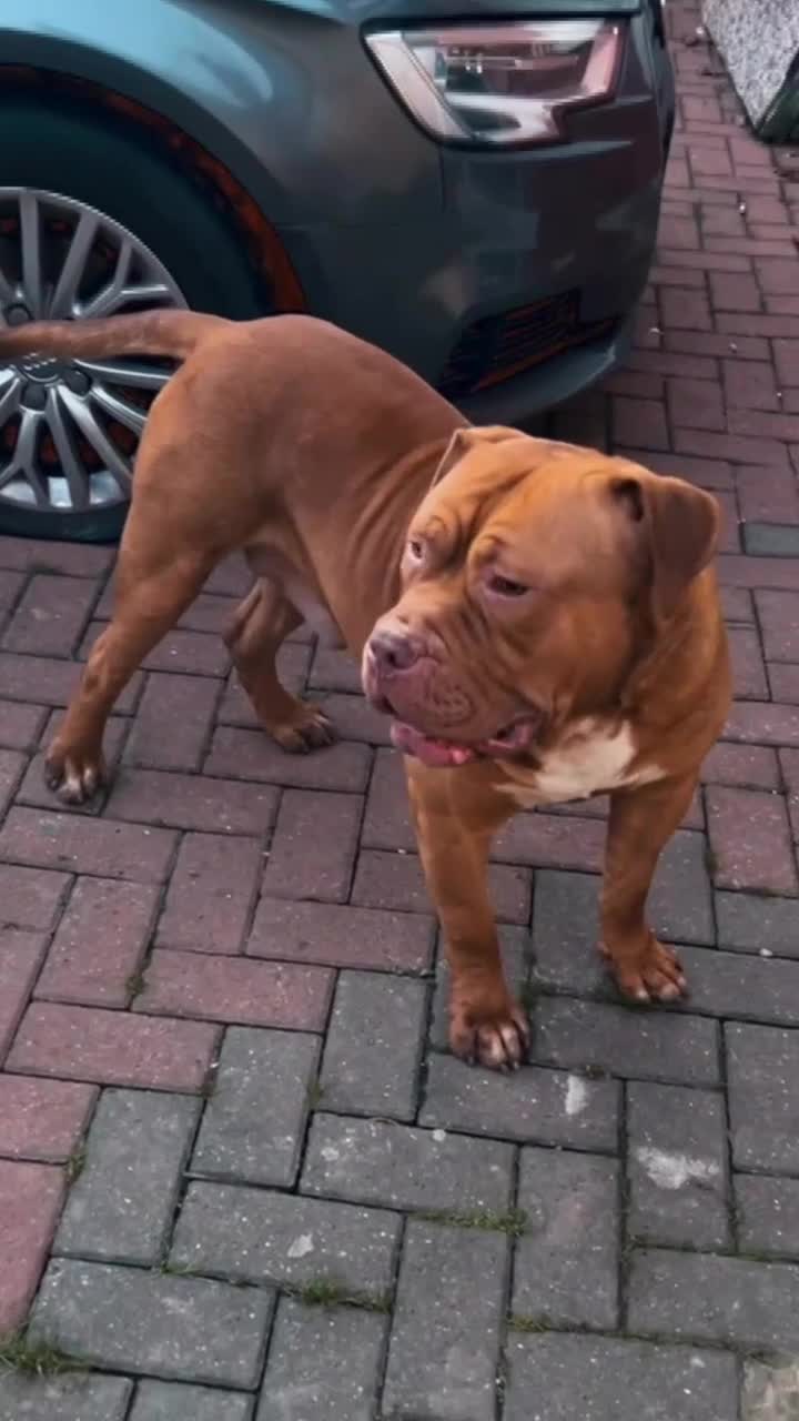 Mastiff dogs for stud: Big mastiff stud  - Video 1