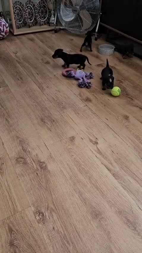Jackshund dogs for sale: DachshundxJack Russell Puppies  in Martock - Video 4