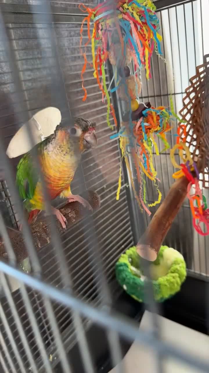 Conures birds for sale: Pineapple conure & cage 3 years old - Video 1