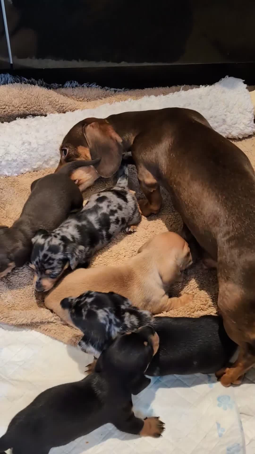 Miniature Dachshund dogs for sale: Beautiful Mini Daschounds Babies For Sale - Video 4