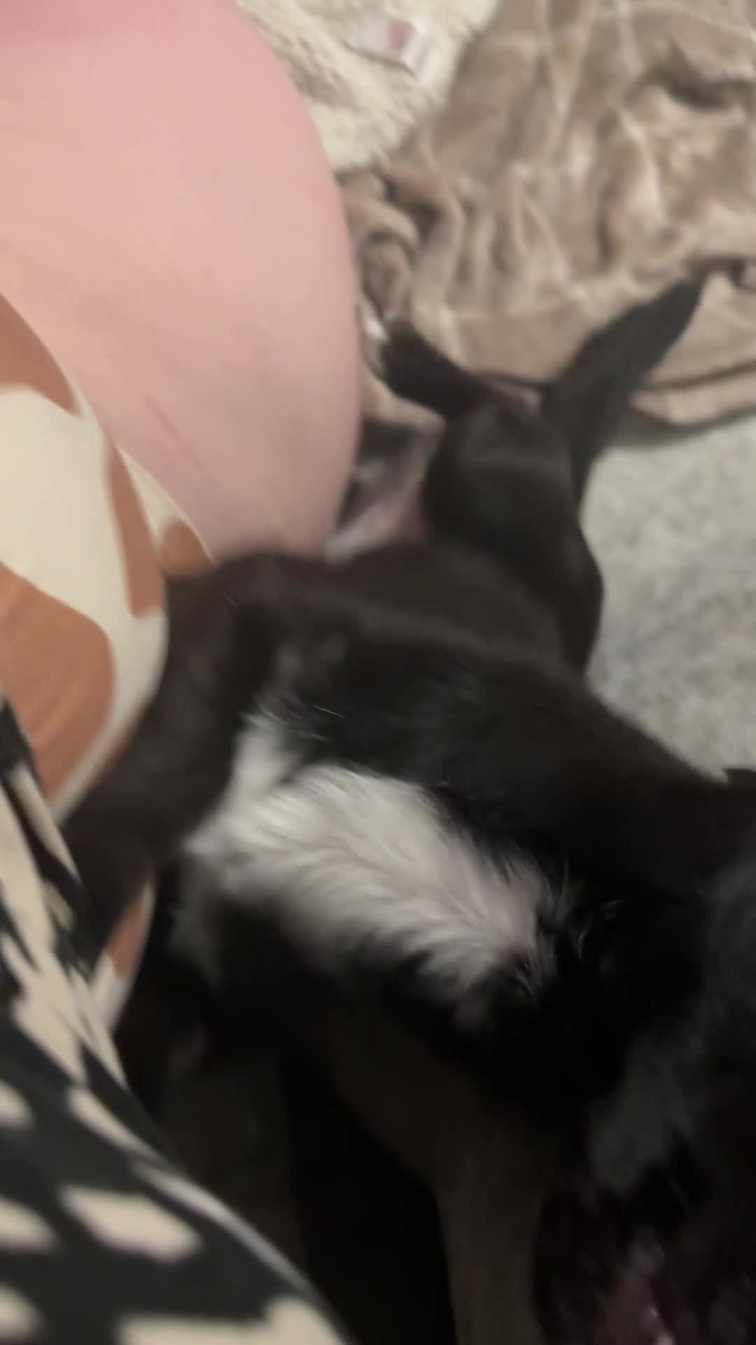 Mixed Breed dogs for sale: Xena- Scottishterrier x jackahuahua - Video 2