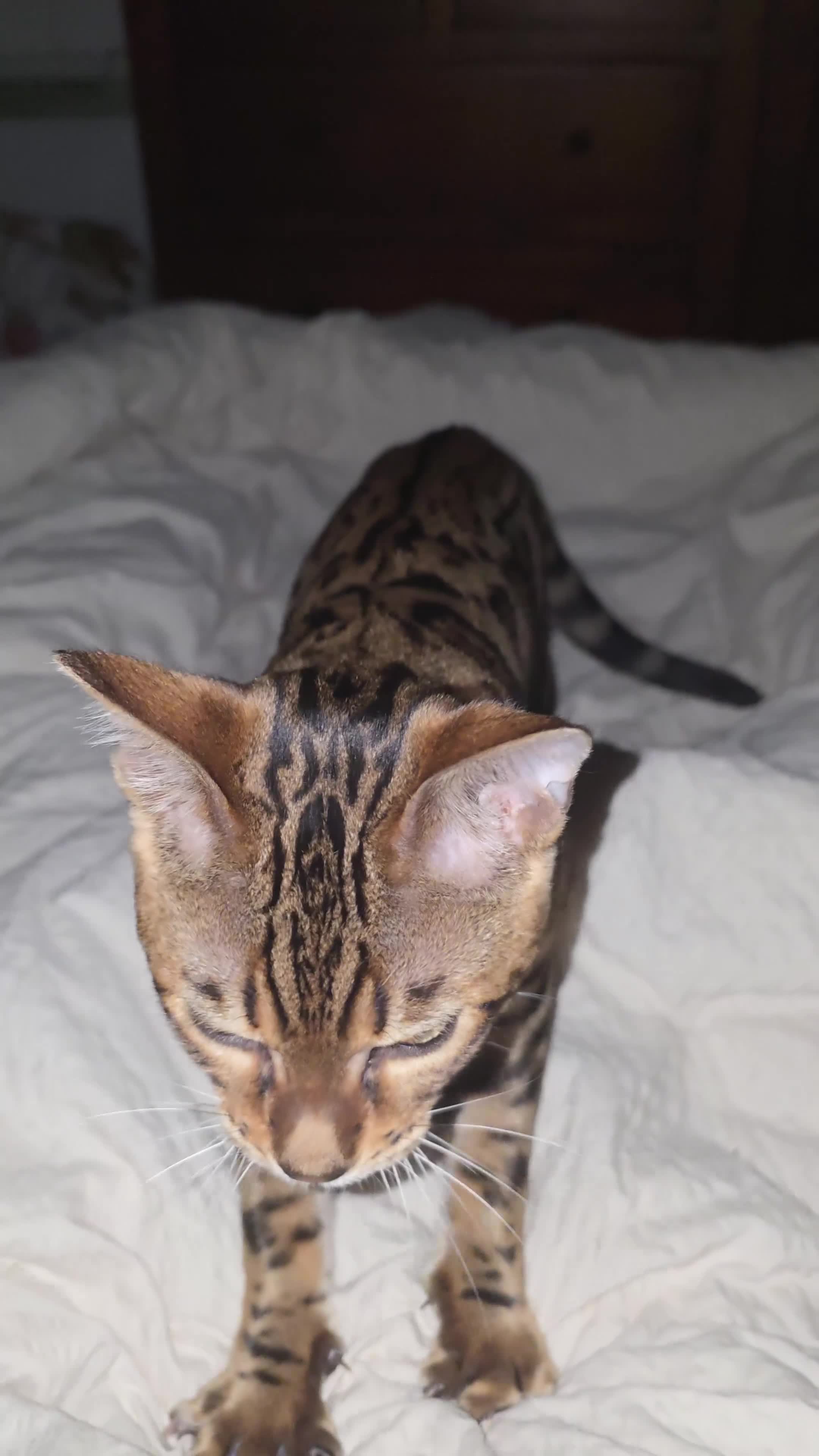 Bengal cats for sale: 7 month old pure bengal - Video 1