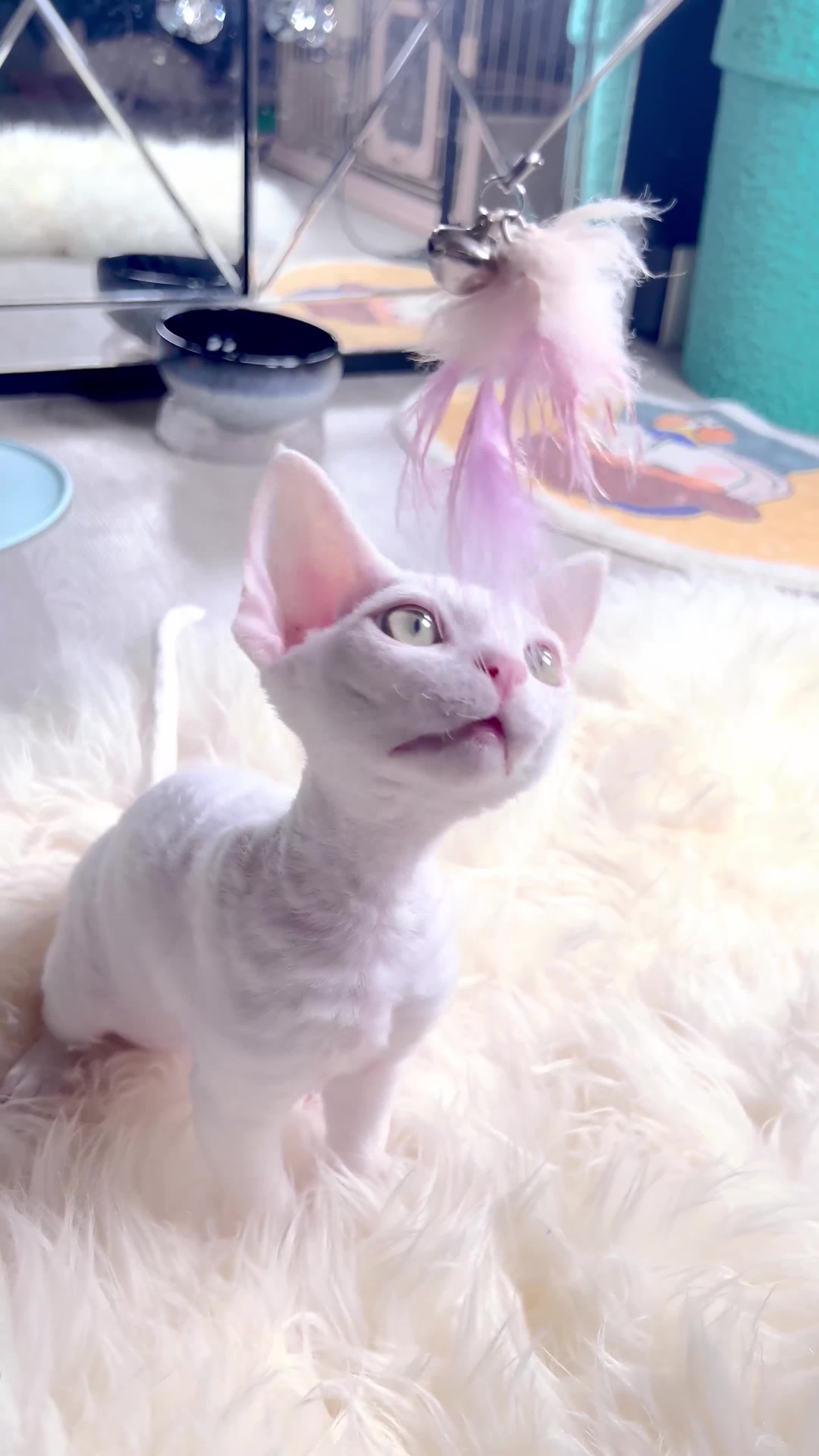 Devon Rex cats for sale: ❤️❤️❤️Beautiful Devon Rex kittens! ❤️❤️ - Video 1