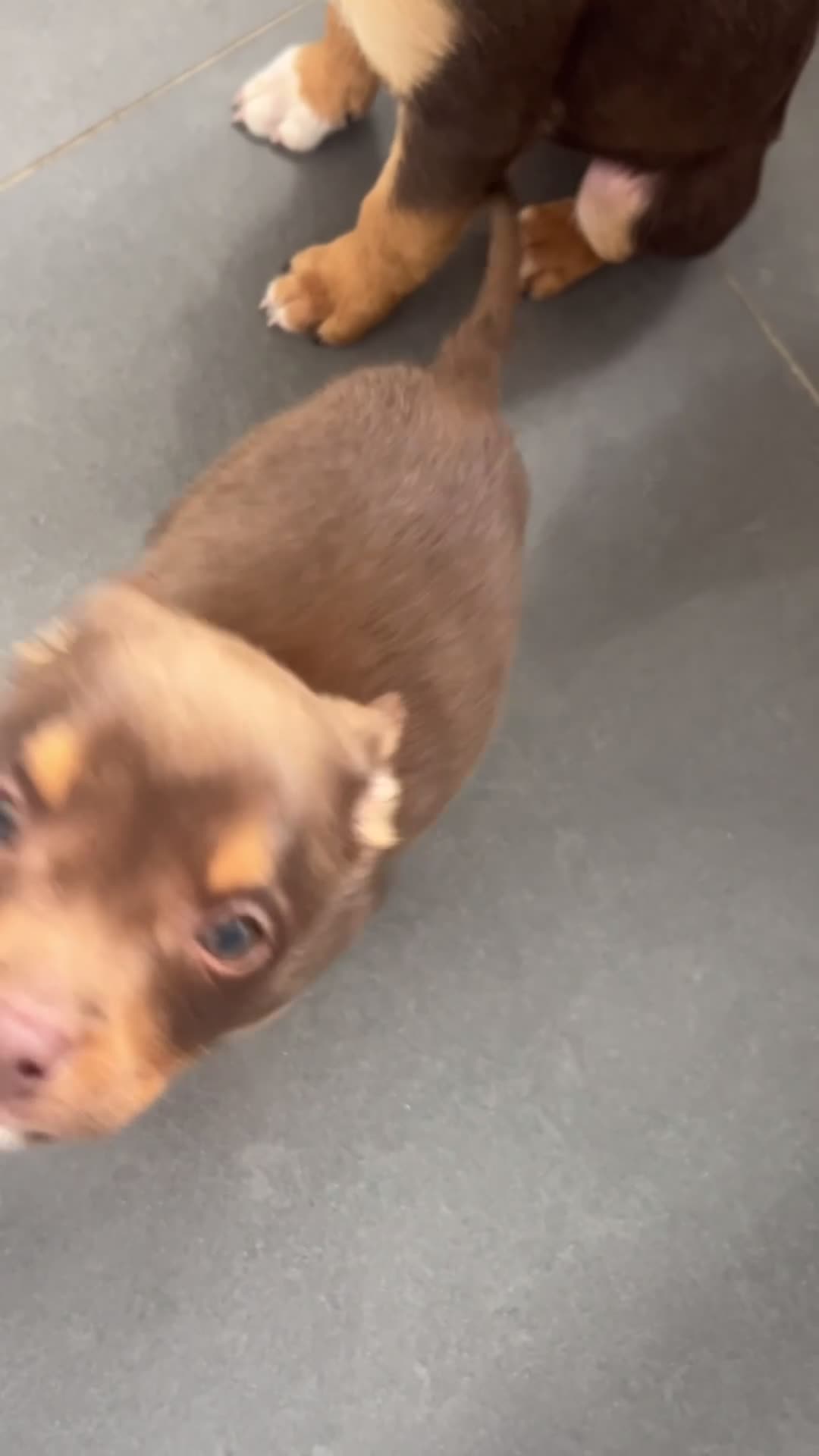 Mixed Breed dogs for sale: Pomeranian X American Pocket Bully - Video 3