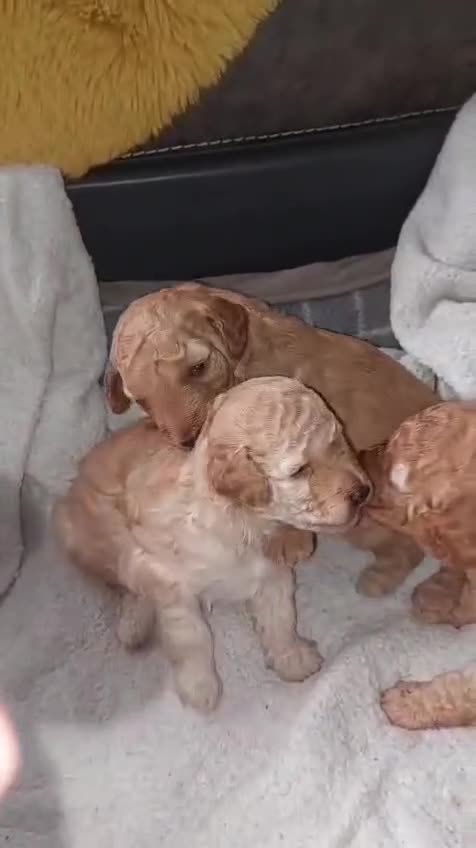 Toy Poodle dogs for stud: For Stud £175 in Leeds - Video 2