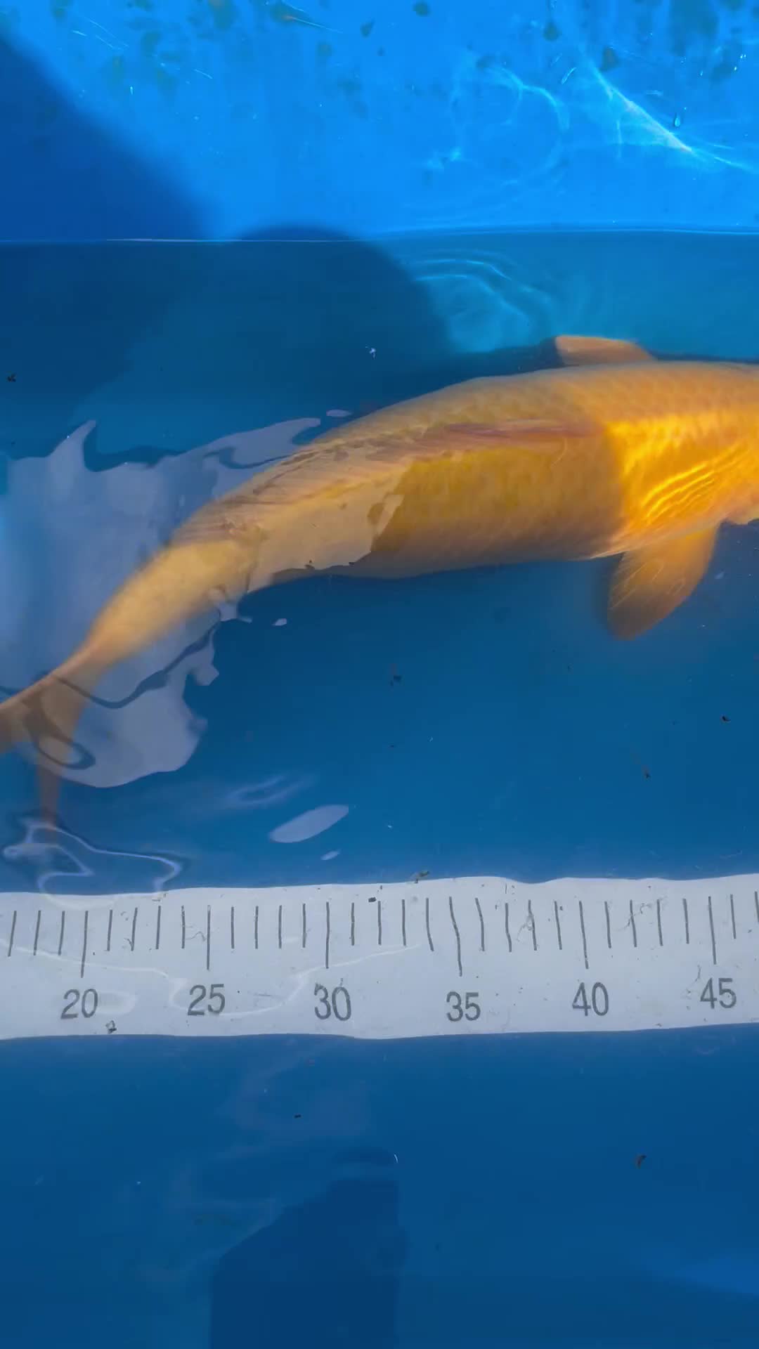 Koi Carp fish for sale: Marudo karashigoi - Video 1