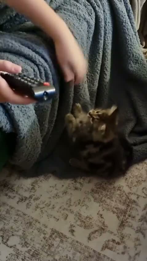 Mixed Breed cats for sale: Perfect Kitten - Norwegian Forest & Tabby Cross  in Walton-on-Thames - Video 1