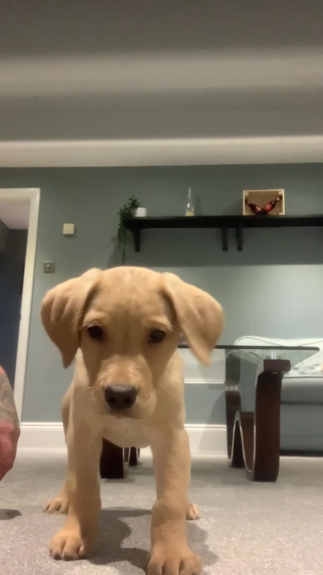 Labrador Retriever dogs for sale: My Boy Lenny - Labrador  - Video 1