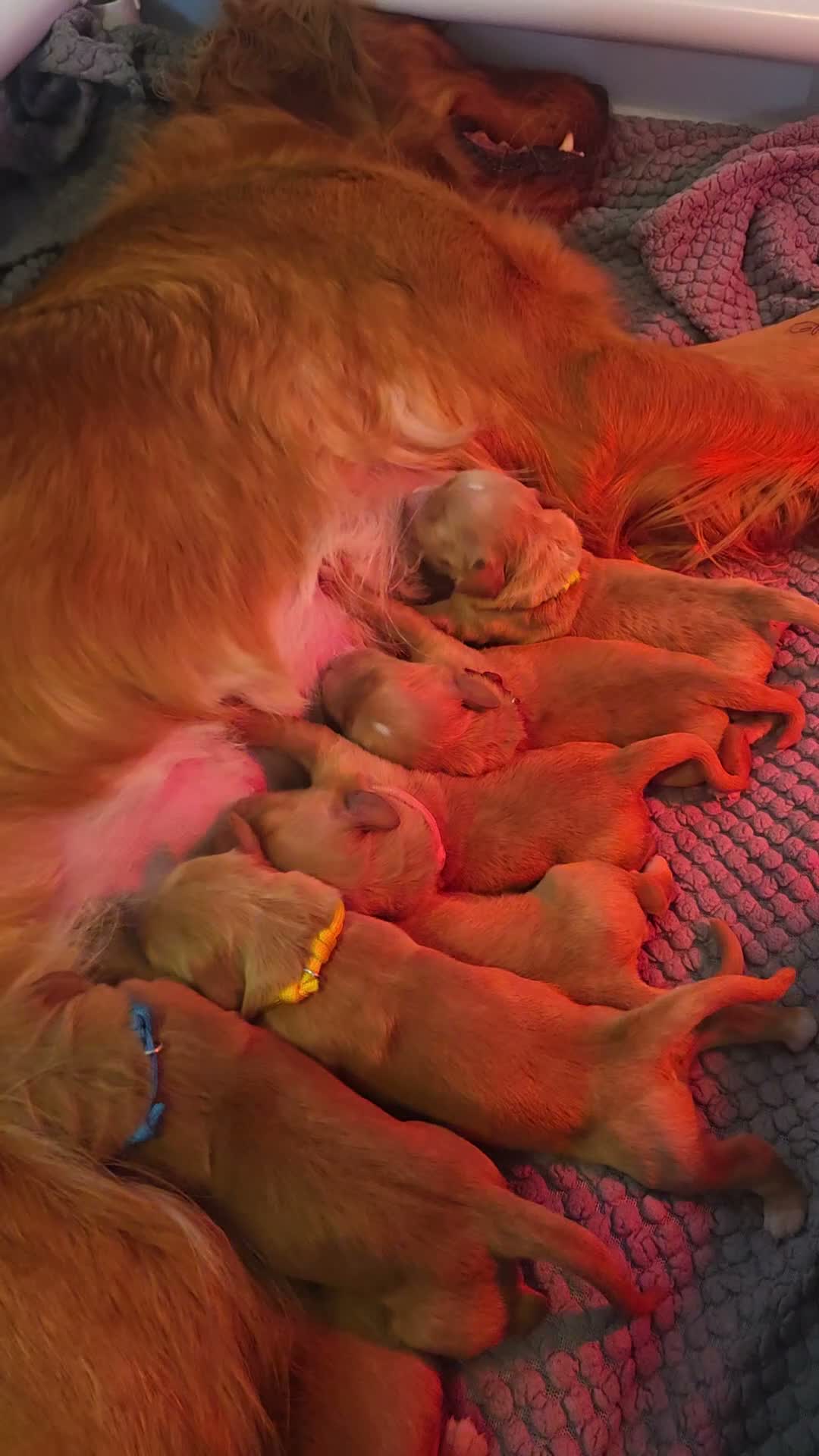Golden Retriever dogs for sale: Dark red KC Golden retriever puppies in Preston - Video 1