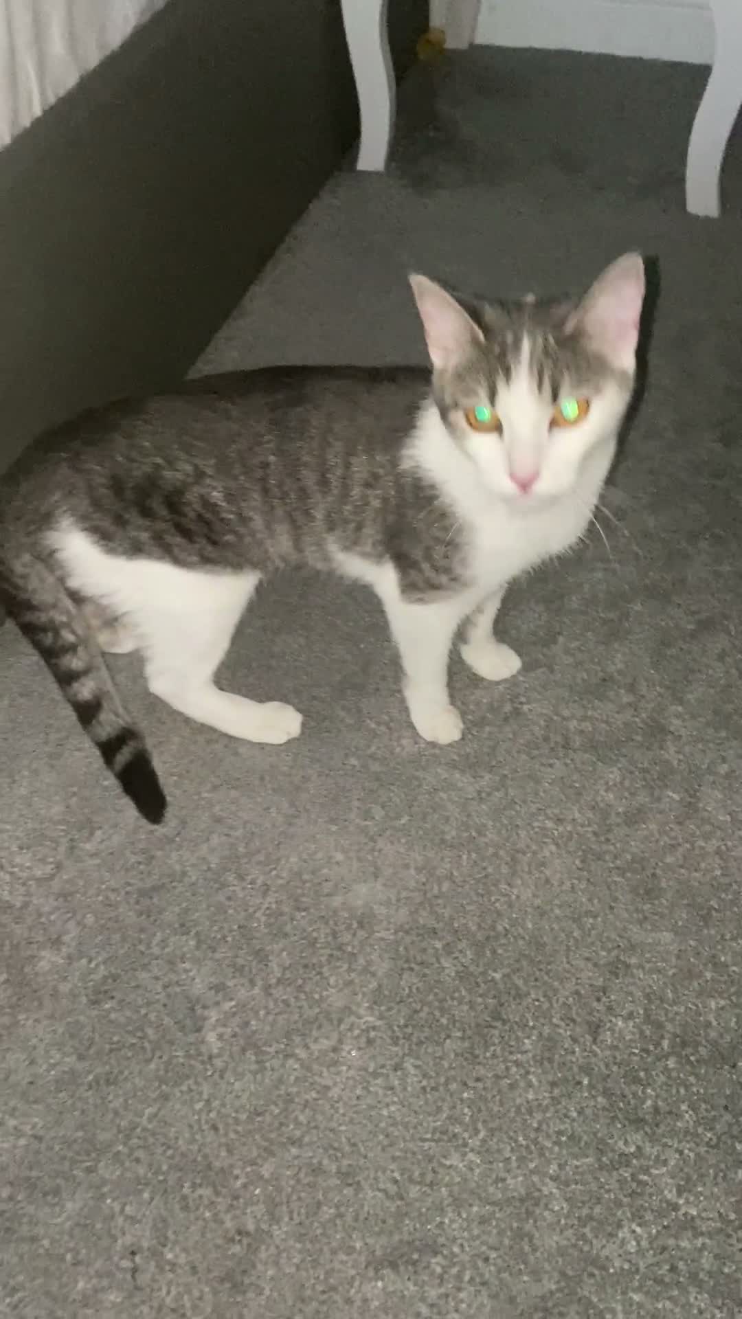 Mixed Breed cats for sale: Rehoming Luna - Video 2