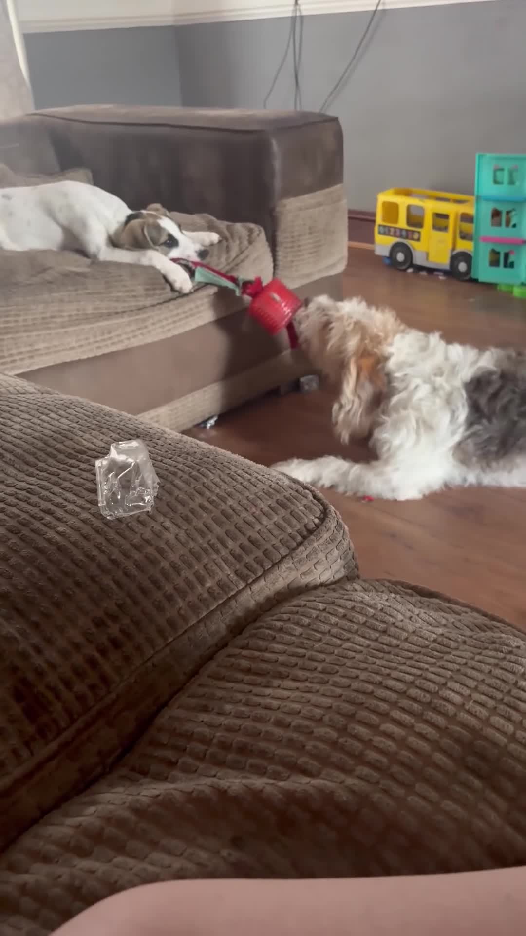 Mixed Breed dogs for sale: 4 month old mixed breed female pup for sale  - Video 1