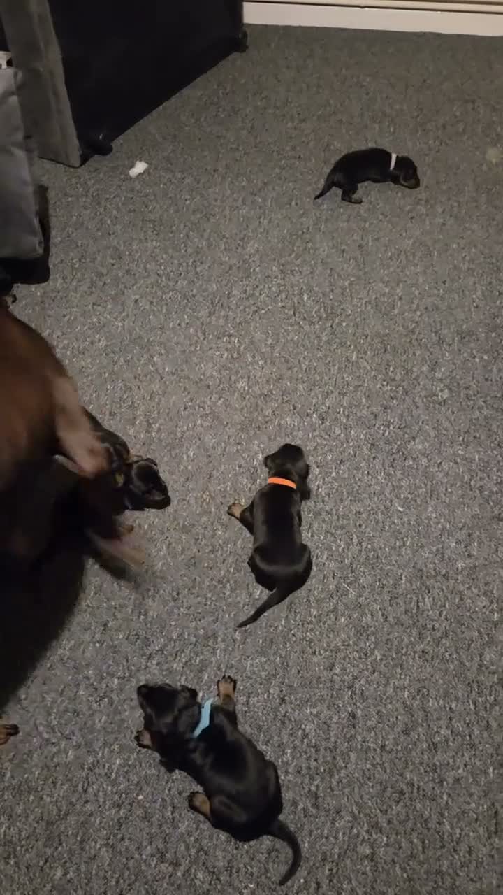 Dobermann dogs for sale: Female Doberman - Video 1