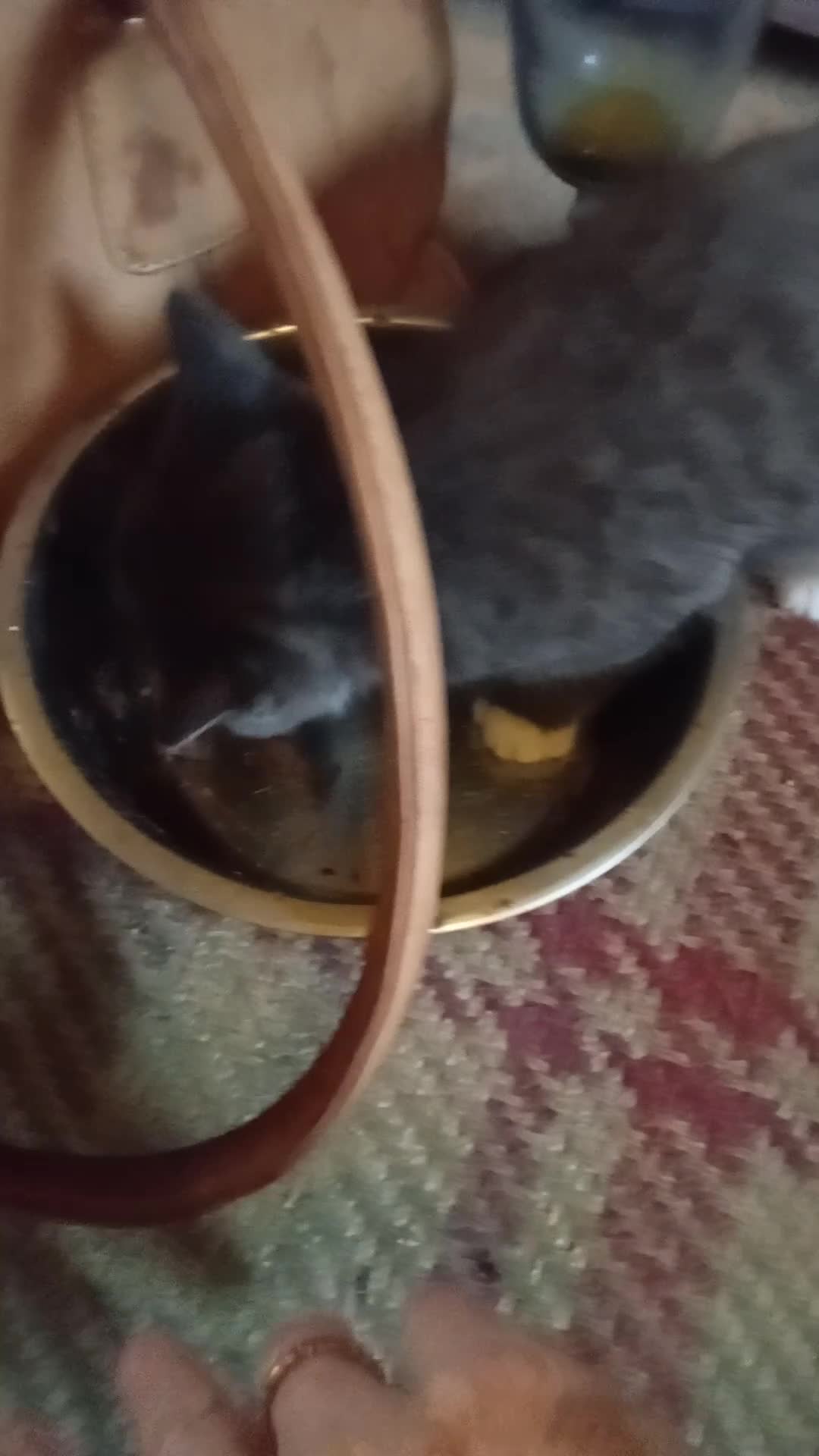 Mixed Breed cats for sale: Last male smoky grey kitten - Video 2