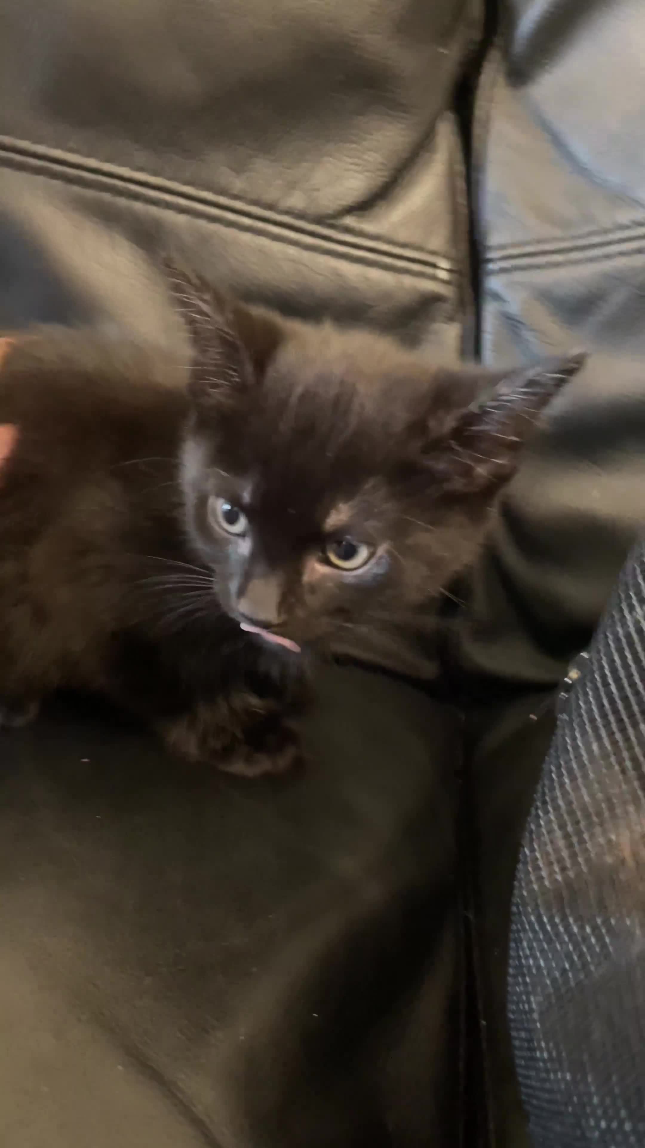 Mixed Breed cats for sale: 6 sweet kittens looking for a loving home! - Video 2