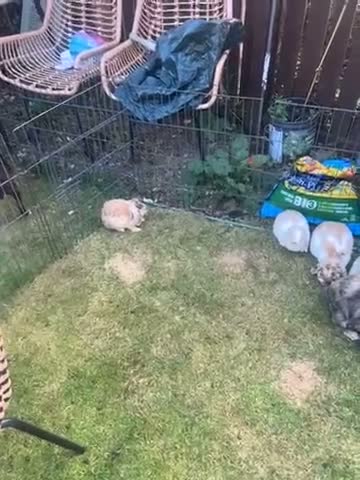 Dwarf Lop rabbits for sale: Mini dwarf lop bunnies - Video 1