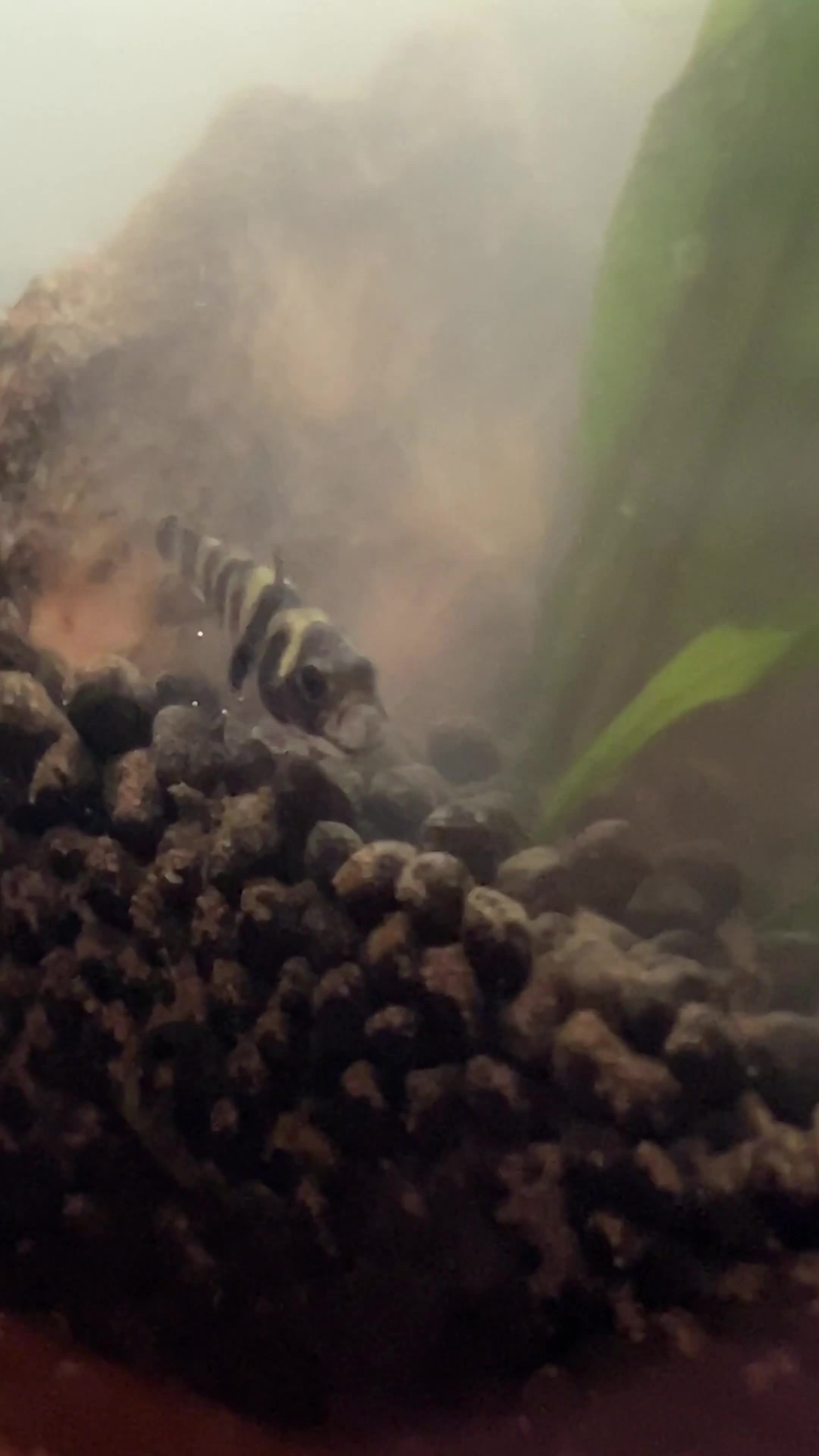 Other/Mixed Breed fish for sale: bumblebee goby  - Video 1