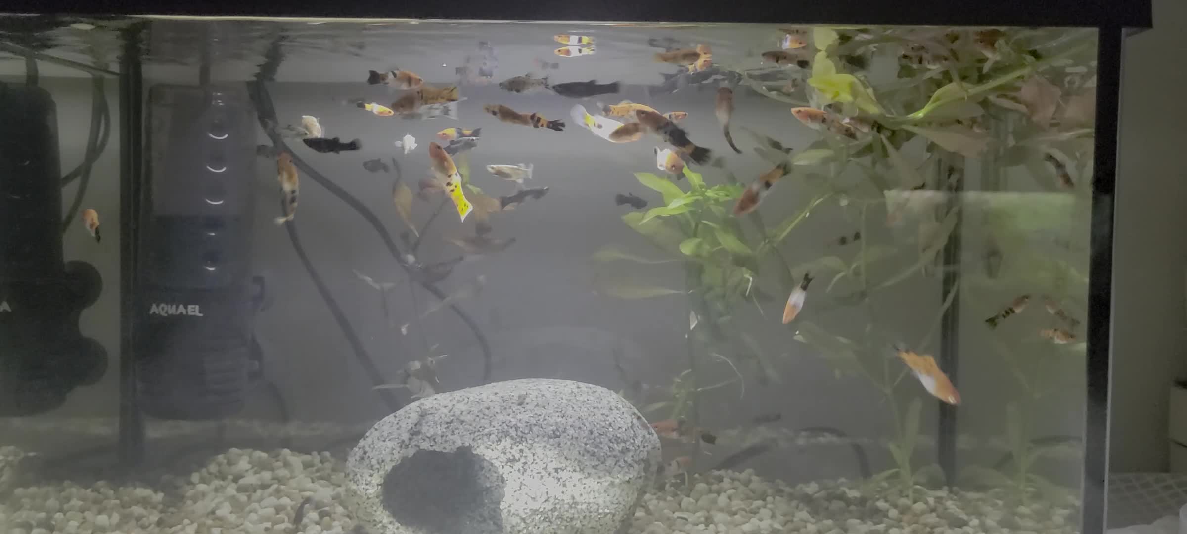 Swordtails fish for sale: Koi Swordfish and Lyretail Mollies  - Video 1