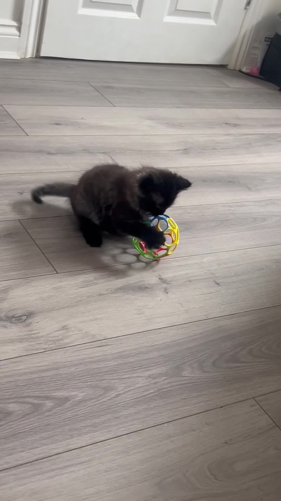 Mixed Breed cats for sale: beautiful fluffy female kitten  - Video 1