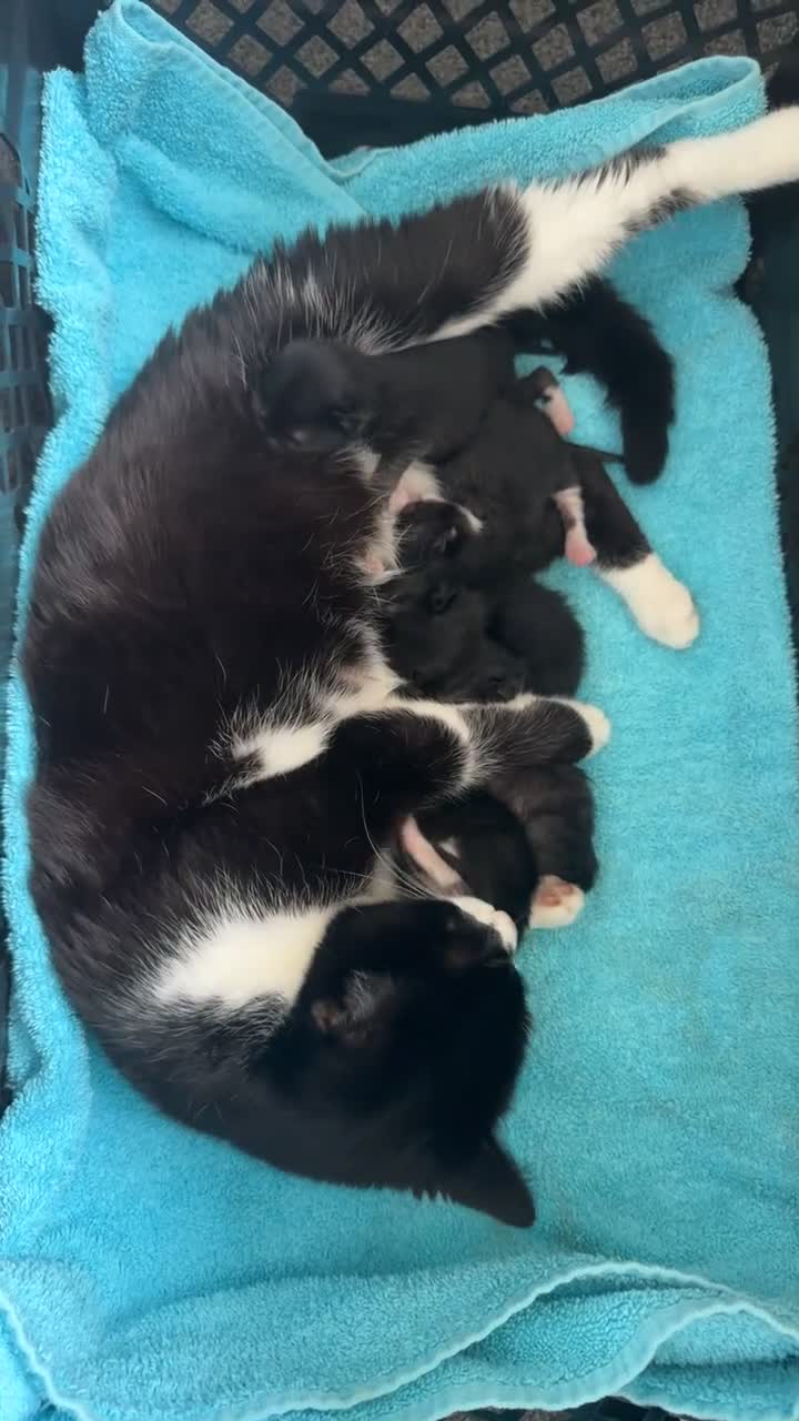 Domestic Shorthair cats for sale: Kittens  in Woodhall Spa - Video 2