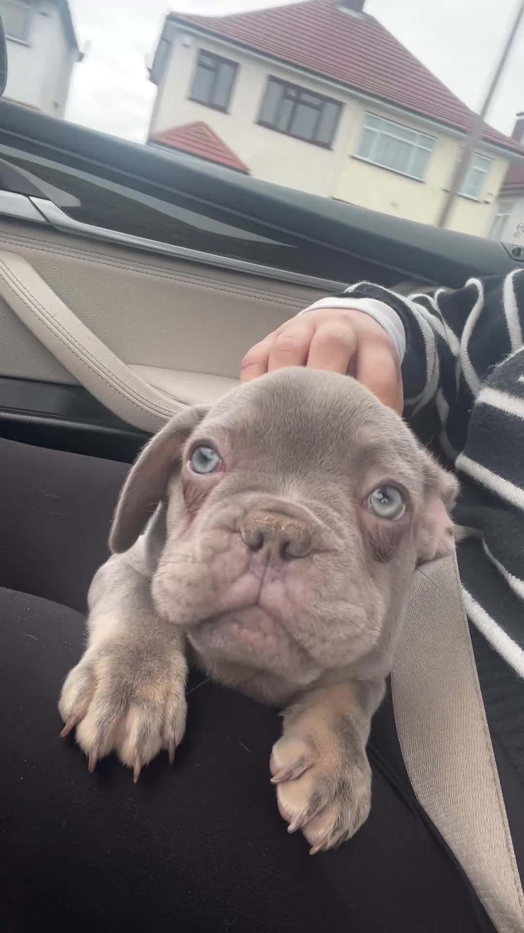 French Bulldog dogs for sale: £650 French bull dog  - Video 1